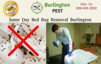 Pest Control Burlington image 10